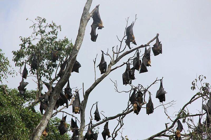 辟谣：蝙蝠携带病毒却不生病，仅仅是体温高那么简单？