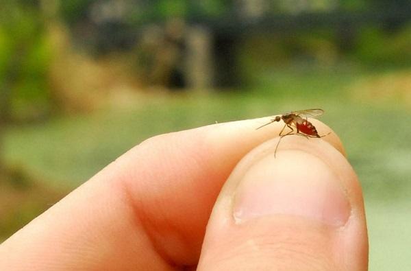人体气味分子可远距离吸引蚊子