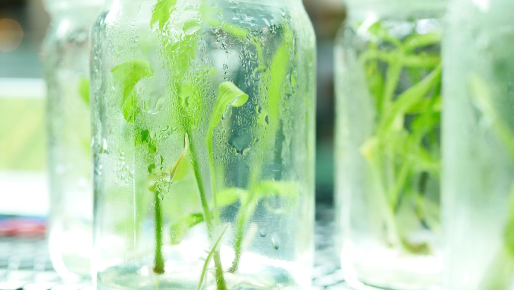 以野韭菜为例，探讨细胞学技术在再生植株遗传稳定性的改善与应用