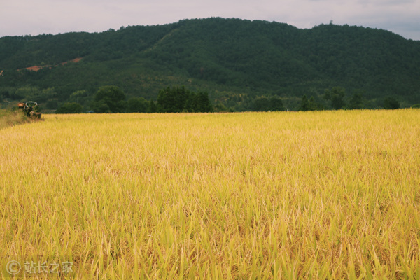 人工智能可以通过稻田收割前照片估计水稻产量
