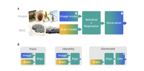 用MEG重构人类大脑成像过程，Meta发布重磅研究！