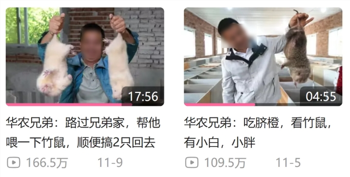 华农兄弟的竹鼠回归，为什么让百万网友泪目？